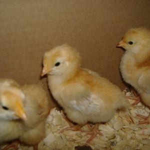 Meet Uno, Dios and Tres, this is when they were a week old, they are now just shy of 3 weeks.  They are the first chicks we hatched.