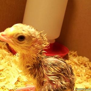 our first hatched poult. bourbon red/ royal palm cross
