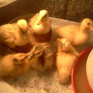 ducklings born week 1 may 2012