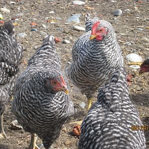Our Barred Rock ladies