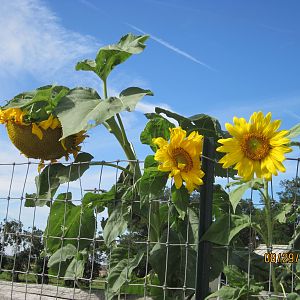 These sunflowers grew as tall as the chicken coop.  It is right by the garden.