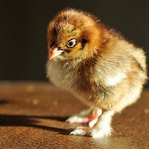 Red Cochin Bantam