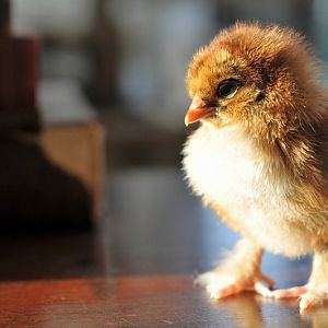 Red Cochin Bantam