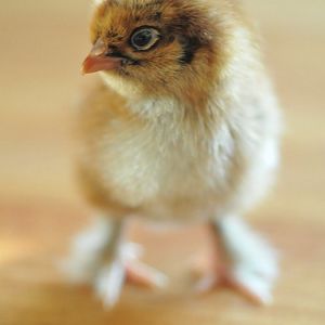 Red Cochin Bantam