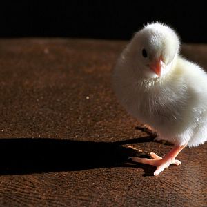 White Japanese bantam