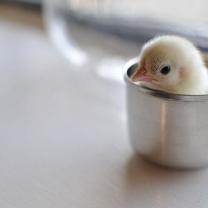 White Japanese bantam