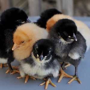 4 Iowa Blues, 2 Buff Minorcas