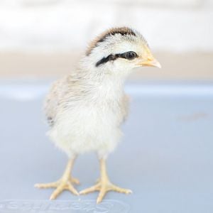 Thea (Silver Phoenix)