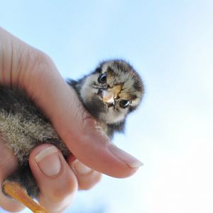 Silver Laced Wyandotte- Sister Mary Francis