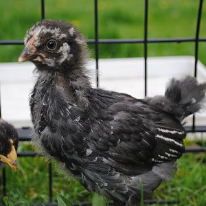 Black Australorp runt