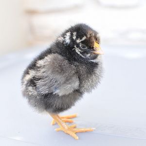Silver laced wyandotte (Sister Mary Margaret)