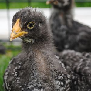 Barred Rock Sweetheart