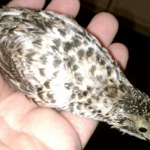 female speckled, approximately eight weeks old in this picture