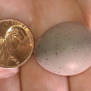 egg as compared to the size of a penny. Occassionally you will get a purple egg. Although no different than the other eggs, some believe it brings good luck. Rare.