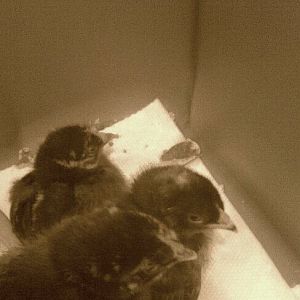 First pic of chicks 2012