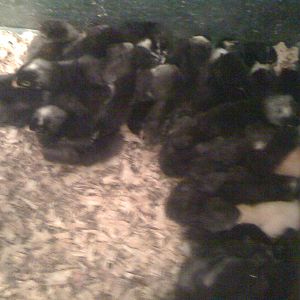 IMG_2237.JPG These were hatched on  May 2, 3, 4.  I have more. Some more hatching now.