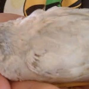 Pearl Female
