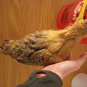 Chicken 1