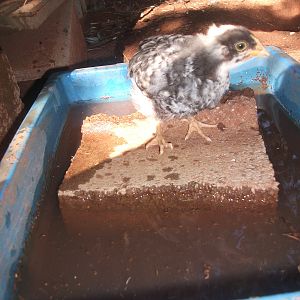 These 4 chicks are now out in the big world. Mum, Dad and Auntie are very protective. Too many chicken hawks around!