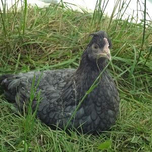 May 11  Olive-egger @ approx 2 months old

still don't know if it is a hen or roo