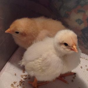 New Chickies