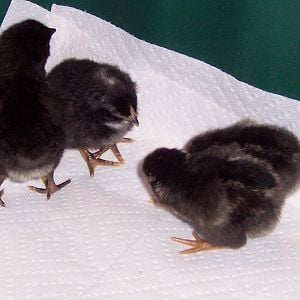 Mother's Day hatchalong chicks