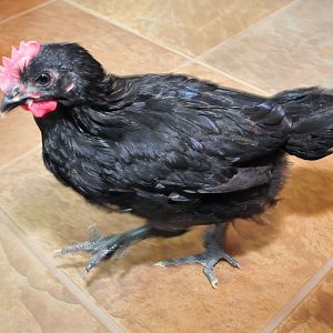 Copper, our 1st Marans, but she turned out to be a he.  So he now lives with the neighbors.