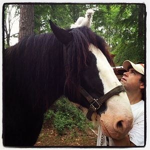 Einstein on Nootka's head, my 2400lb black Clydesdale stallion.