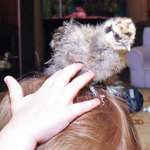 Our silkie runt, scrambled.