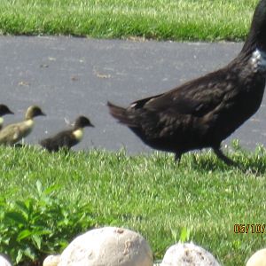Mary, our Cayuga who was hatched here 2 summers ago, had her own 4 ducklings Thurs. 5-11-12.  She was the 14th out of 14 ducklings and almost didn't make it.  Now look at her.  what a good mom!  And our 2 male Emdens just love the little ones and love to protect them!