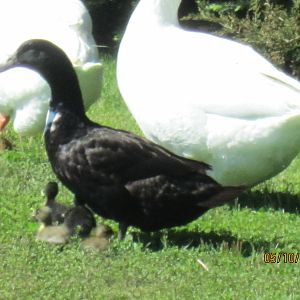 Mary, her 4 ducklings and our 2 male Emdens