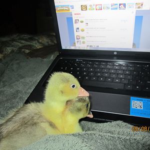 1st night w/baby sebastopels.  they are both females (we think) because they are soooo mellow and quiet.  Very very good goslings. Very sweet and playful too.  Love to be cuddled and they rub their faces against mine when i give them kisses. ;)