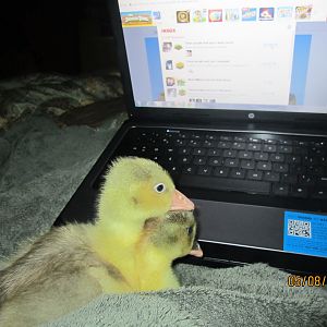 1st night w/baby sebastopels.  they are both females (we think) because they are soooo mellow and quiet.  Very very good goslings. Very sweet and playful too.  Love to be cuddled and they rub their faces against mine when i give them kisses. ;)