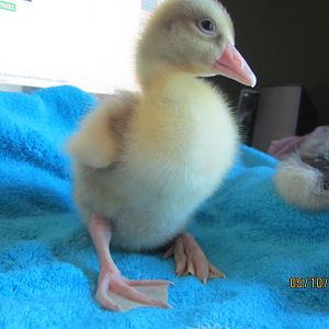 This is Abbey, our new Sebastopel gosling we got from Priscilla at woolfarm.com in Marshall, WI.  They are very healthy and beautiful.  Quiet and mellow, we think they are both females.  This gosling has a feather sprout coming in on her lower back that is a buff color. We hope she will be a solid buff or saddleback buff.