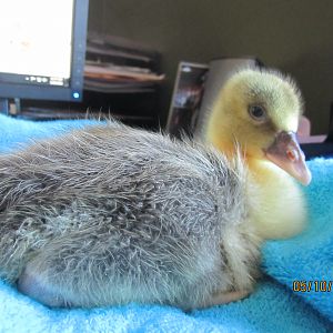 This is Katerina, female Sebostopel. Adopted from Priscilla at Woolfarm.com in Marshall, WI.  Got to see the adults at her farm, she had 6 to choose from.  This little one has a dark gray feather sprout at her lower back.  Hoping she will be solid gray or saddleback gray.  She is a sweetie. Loves to play.