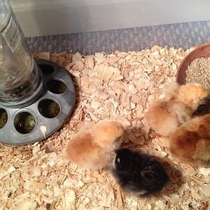 My very first babby chickens i hatched.