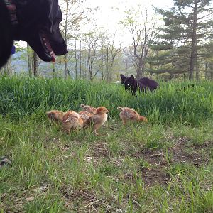 Our chicks, about three weeks old, with dog and cat. Cat is mostly just curious, dog likes to herd them.