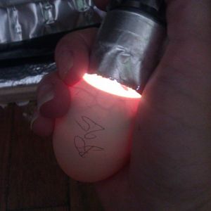 Here's another, at day 11. It's looking great, albeit a bit lumpy. The dark spots might seem negative, but AGAIN: no smell or weeping means hold of on judgment. The image isn't clear, but it is a long, narrow egg, and the air cell size is appropriate for the time spent incubating so far.