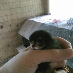 Polish/aracauna chick 2 days old