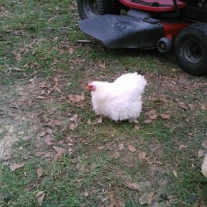 Snowy the frizzle