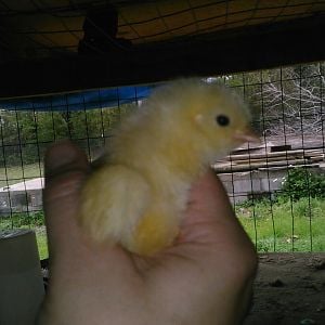 chick three days old