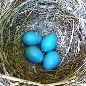 robin's eggs
