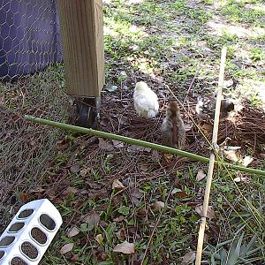 babies growing and waiting .