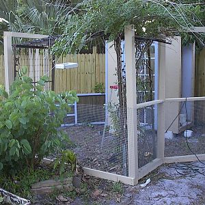 uh oh, Cardinal nest found in trellis rose..construction stopped until fledging ..2 wks.