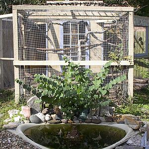 old bathtub sunk into ground replacing the dingy...grows small koi into larger to put in big pond.