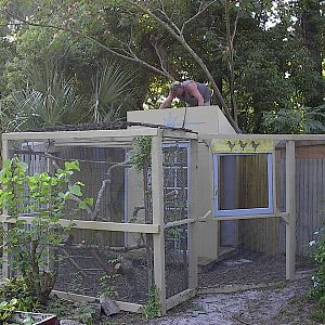 finally shingling the tip top.