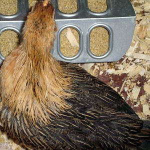 "Friendly", an Easter Egger chick.