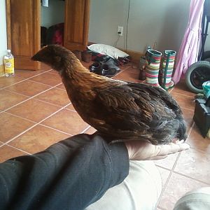 Emmy, the prettiest Black Star pullet I've ever seen, at 4 weeks.jpg