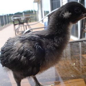 One tufted chick