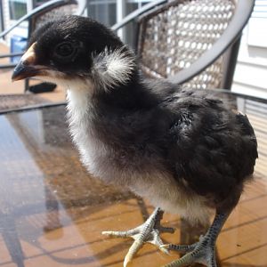 Tufted chick body shot